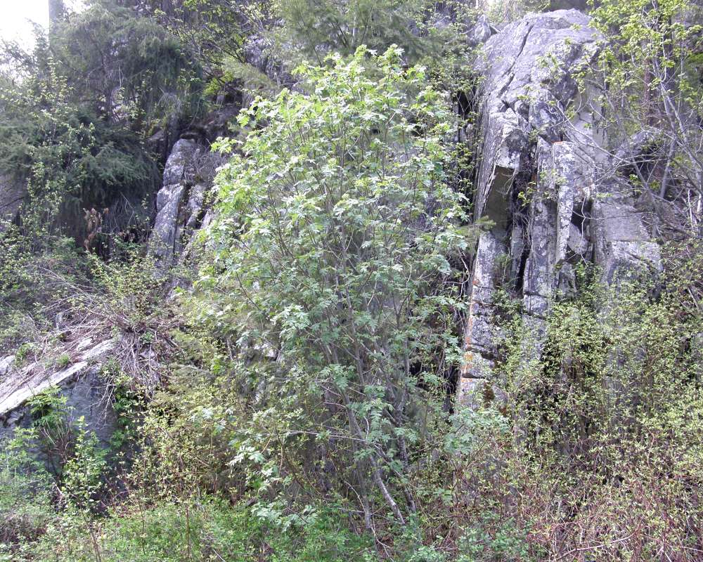 Silhouette<br>(Location of Picture: Okanogan, Wa., USA, 2012)