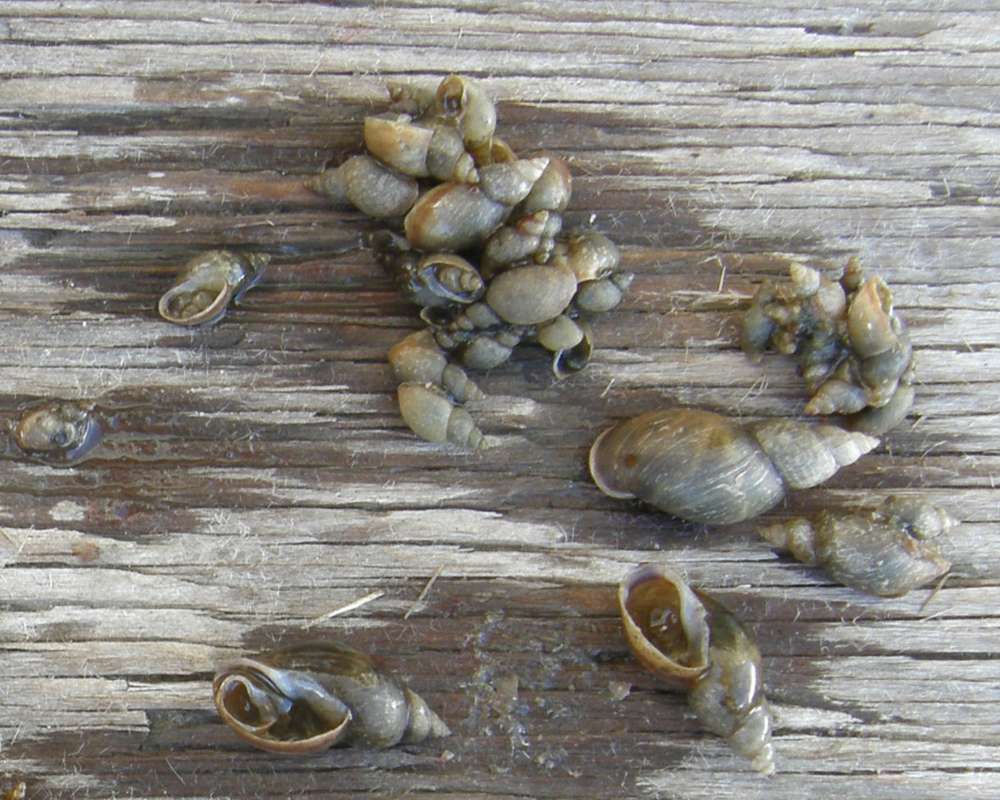 Mixed Sizes<br>(Location of Picture: Hess Lake, Wa., USA, 2012)