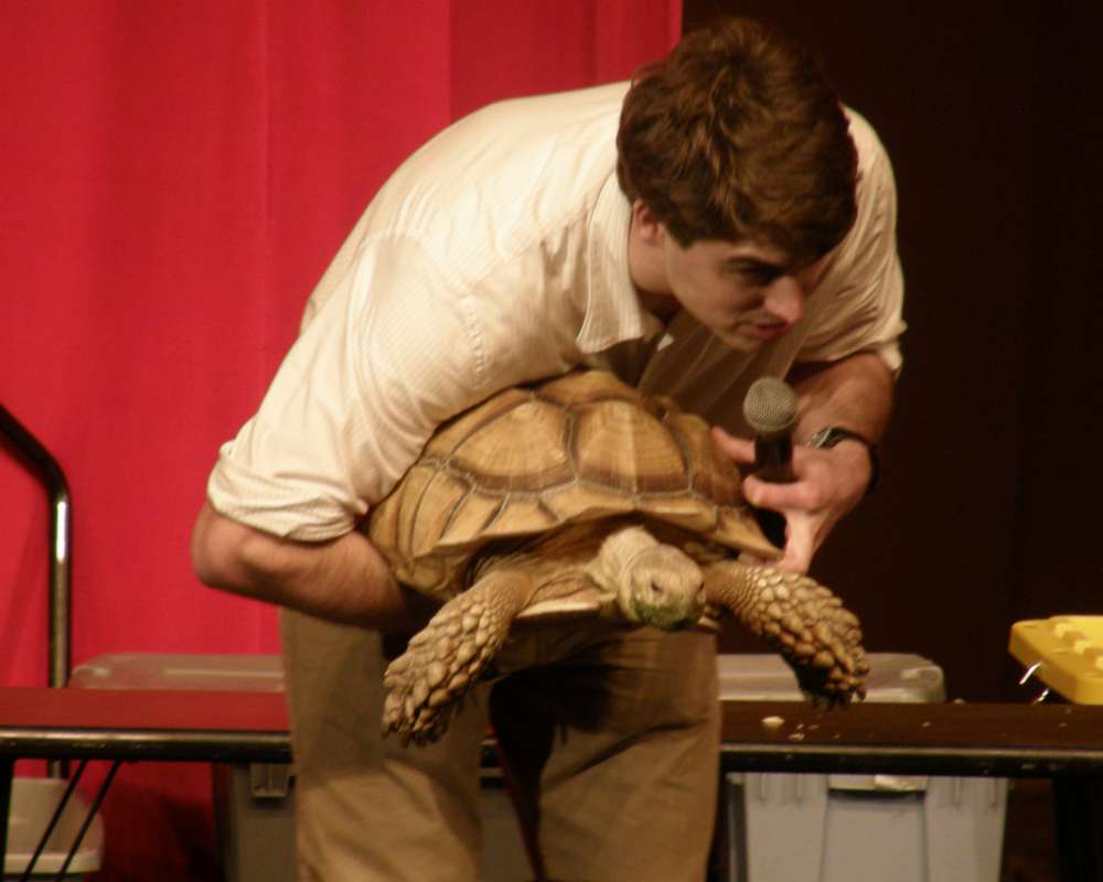 Man Holding Tortoise - Frontt View<br>(Location of Picture: Reptile Show, Omak, Wa., USA, 2012)