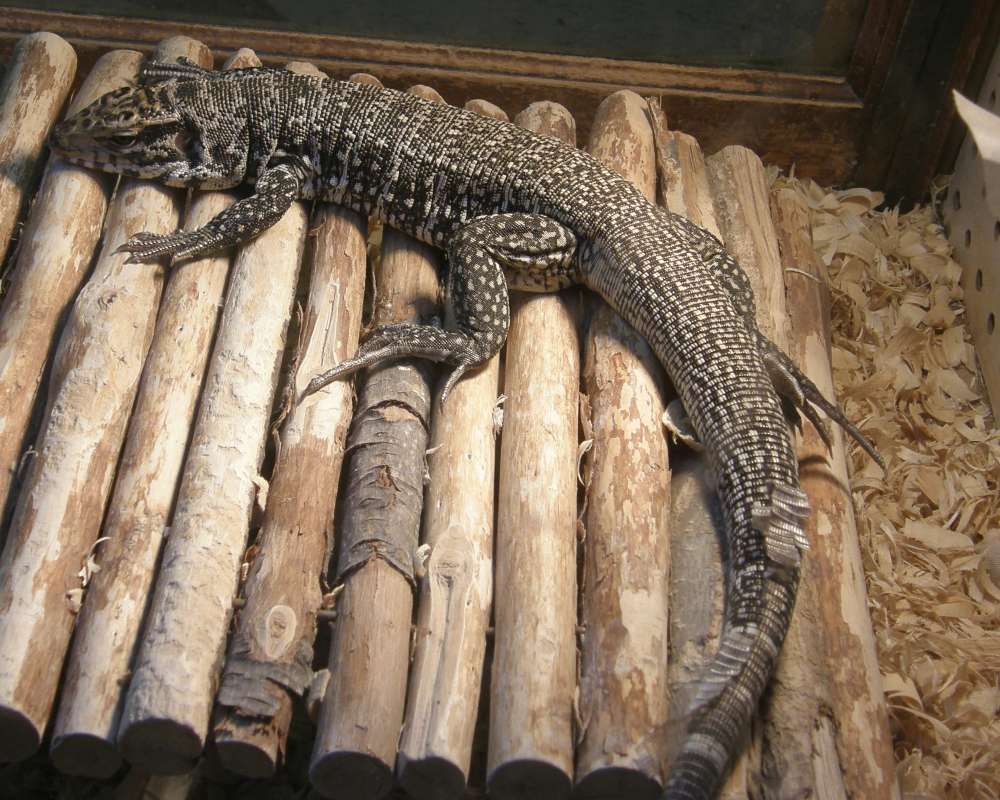 Pet Show View<br>(Location of Picture: Spokane, Wa., USA,  2012)