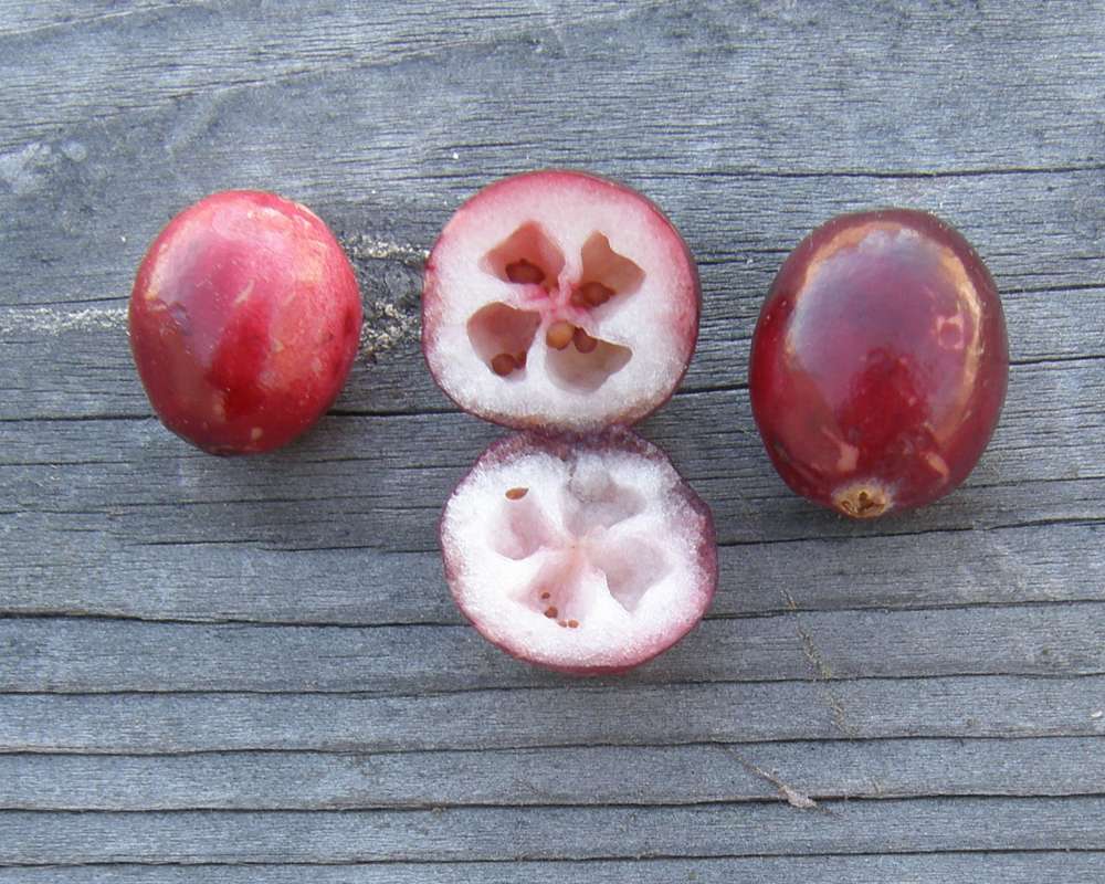 Fruits - Whole and Cutaway<br>(Location of Picture: Okanogan, Wa., USA, 2012)