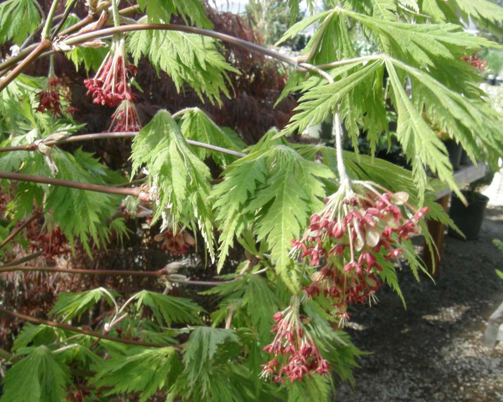 Flowers and Leaves<br>(Location of Picture: Shady Creek, Wa., USA, 2012)