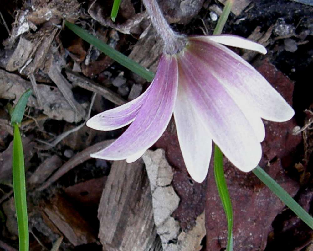 Flower - Rear View<br>(Location of Picture: Private Garden, Wa., USA, 2012)