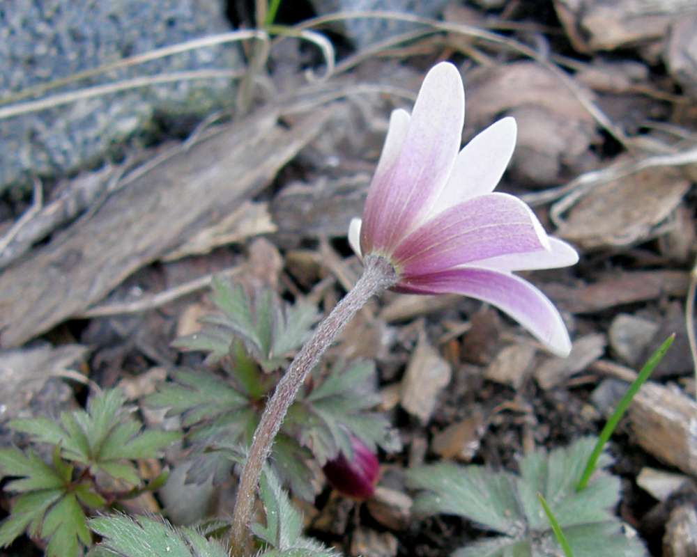 Flower - Side View<br>(Location of Picture: Private Garden, Wa., USA, 2012)