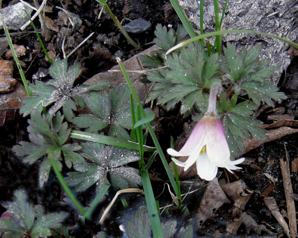 Top of Plant in Bloom<br>(Location of Picture: Private Garden, Wa., USA, 2012)