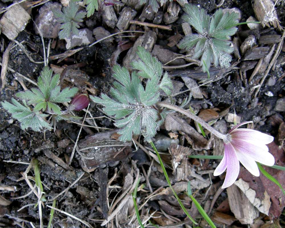 Habitat View<br>(Location of Picture: Private Garden, Wa., USA, 2012)