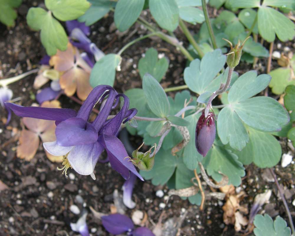 Flower - Side View<br>(Location of Picture: Private, Okanogan,Wa., 2012)