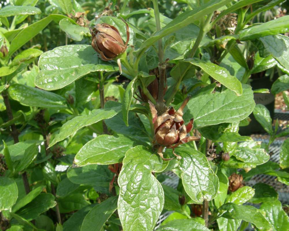 Leaves<br>(Location of Picture: Commercial, Wa., USA, 2012)