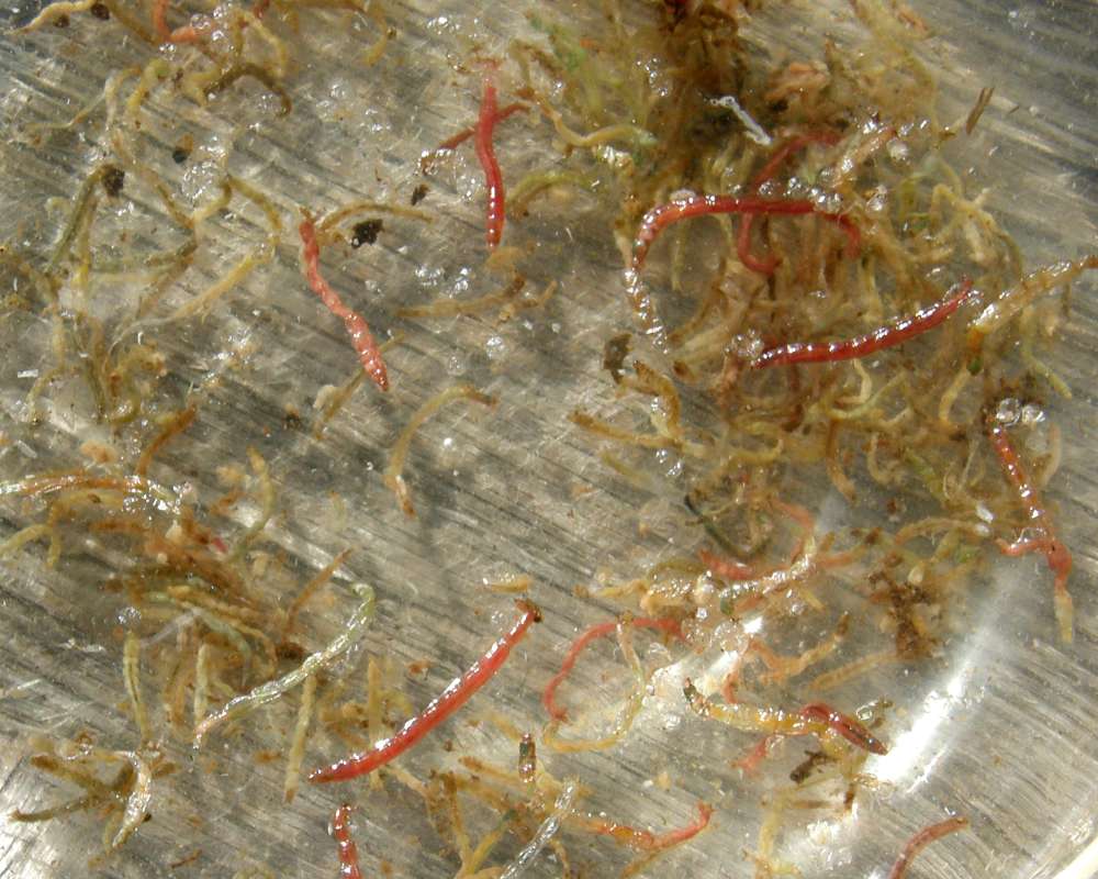 Multiple Examples<br>(Location of Picture: Buzzard Lake, Washington, USA, 2012)