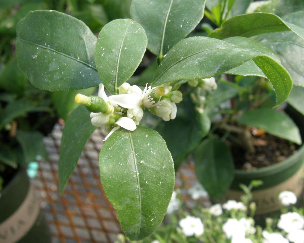 Leaves<br>(Origin of the Specimen: Shady Creek Nurserty, Wa., 2012)