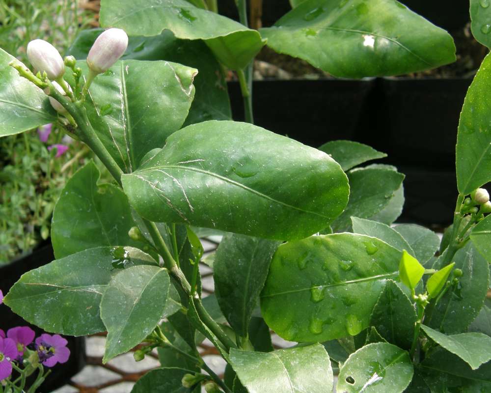 Leaves<br>(Origin of the Specimen: Shady Creek Nurs, Wa., USA, 2012)