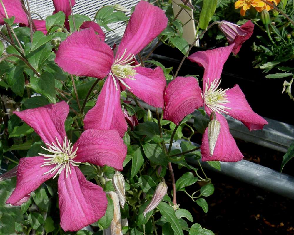 Top of Pant in Bloom - 3 Flowers<br>(Location of Picture: Commercially Grown, 2012)