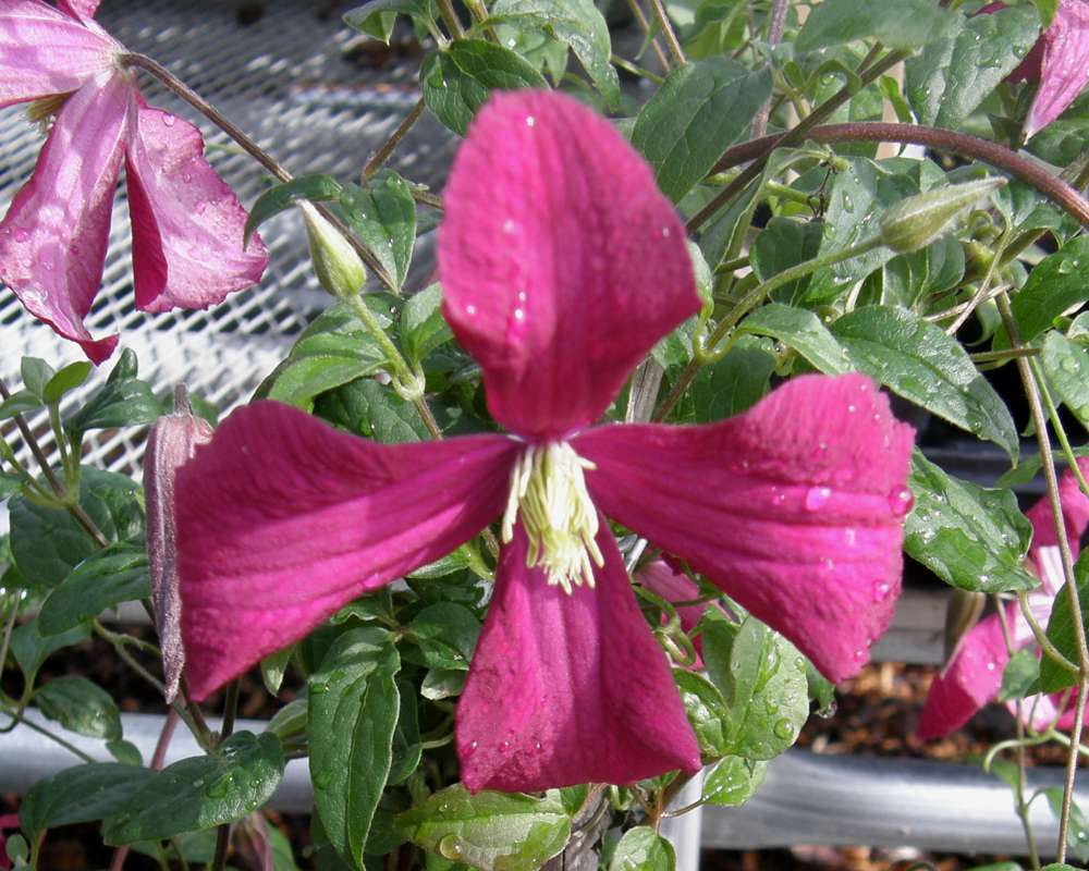 Fower - Angle View<br>(Location of Picture: Commercially Grown, 2012)