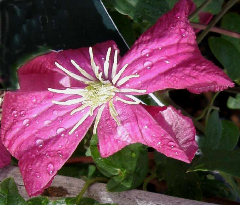 Flower - Close View<br>(Location of Picture: Commercially Grown, 2012)
