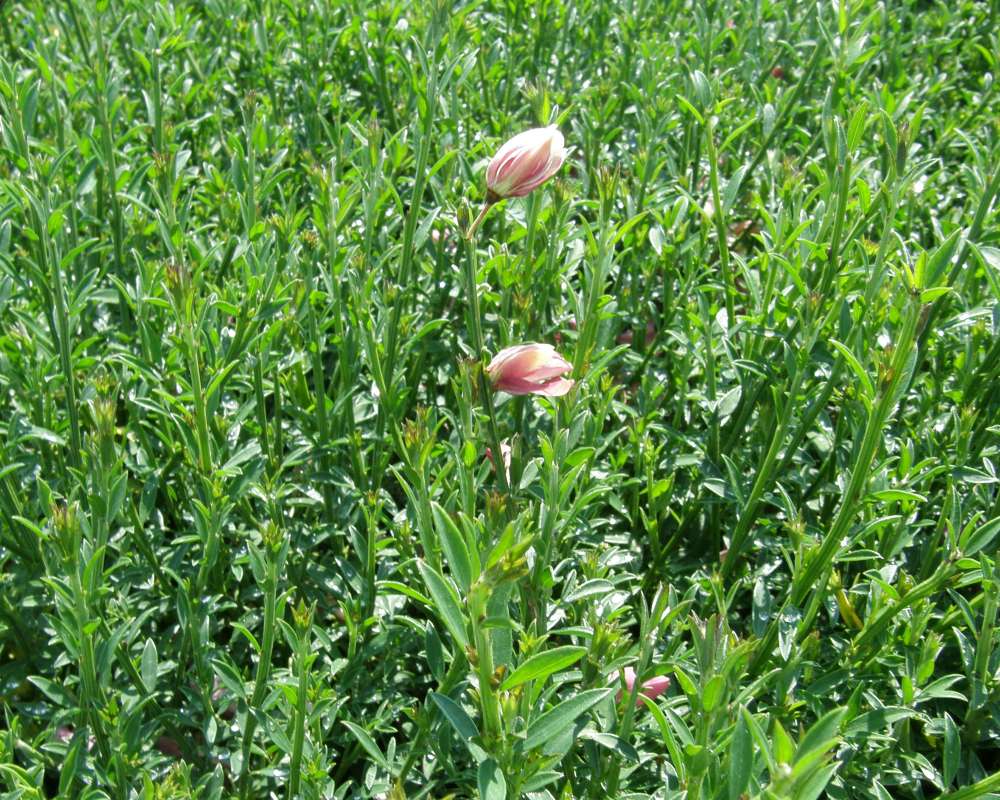 Toip of Plant - Flowers - Side View