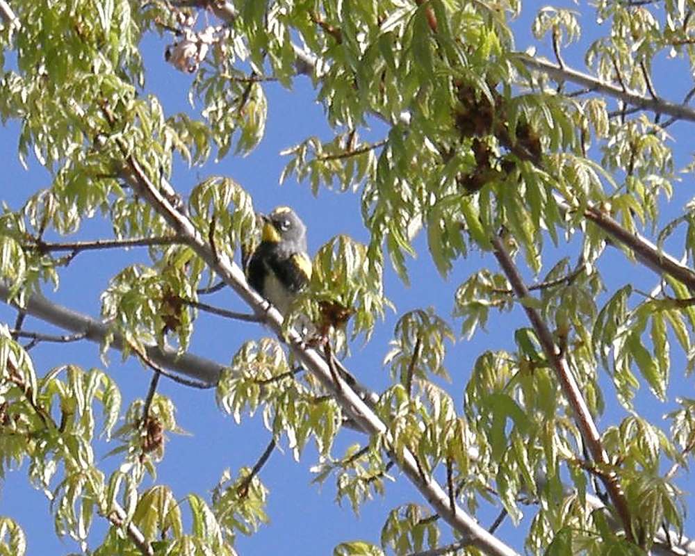 Breeding Male - Front View<br>(Location of Picture: Okanogan, Wa., Spirng 2012)