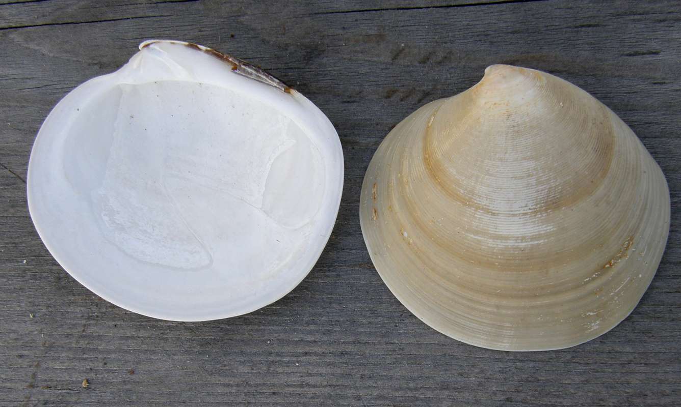 Inside View<br>(Location of Picture: Private Collection, Wa., USA, 2012)