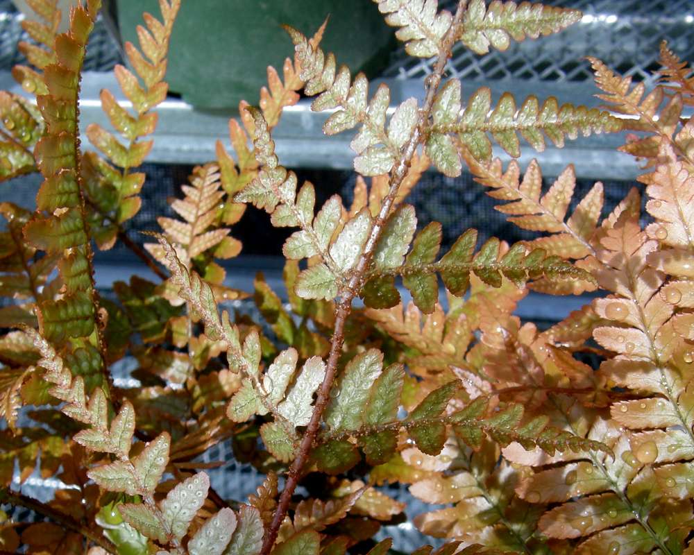 Fronds, - Underside<br>(Origin of the Specimen: Commercial, Wa., USA, 2012)