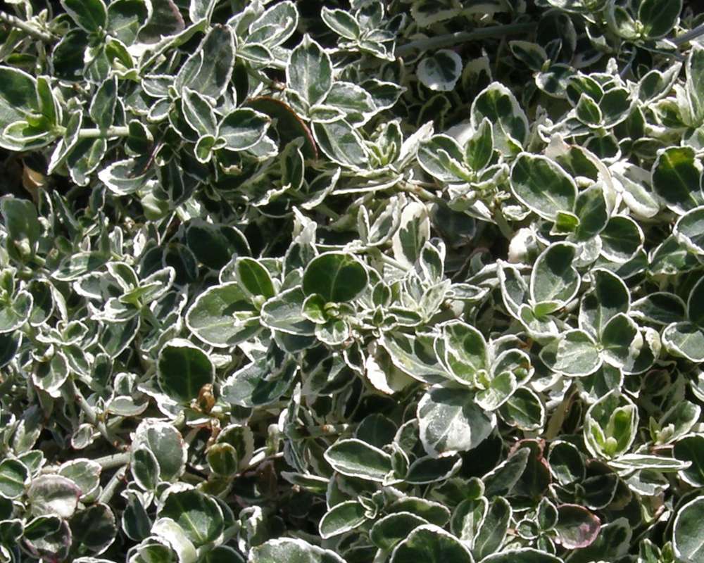 Leaves<br>(Location of Picture: Shady Creek Nursery, Wa., USA 2012)