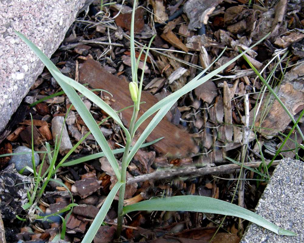 Silhouette<br>(Location of Picture: Private Garden, Wa., USA, 2012)