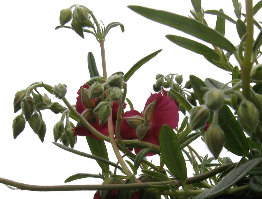 Florwer - Rear View<br>(Location of Picture: Nelson Flowers, Wa., USA, 2012)