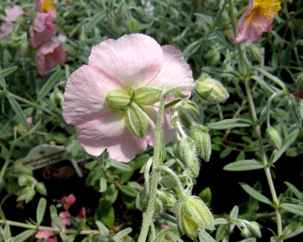 Flower - Rear View<br>(Location of Picture: Shady Creek Nursery, Wa., 2012)