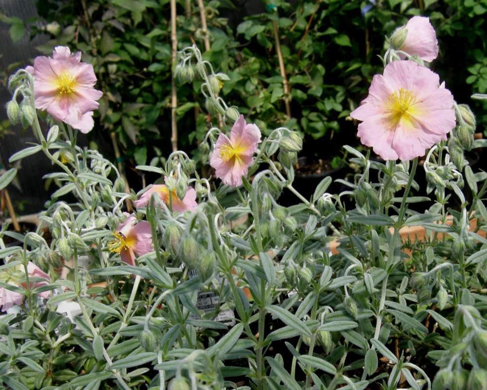 Top of Plant in Bloom<br>(Location of Picture: Shady Creek Nursery, Wa., 2012)