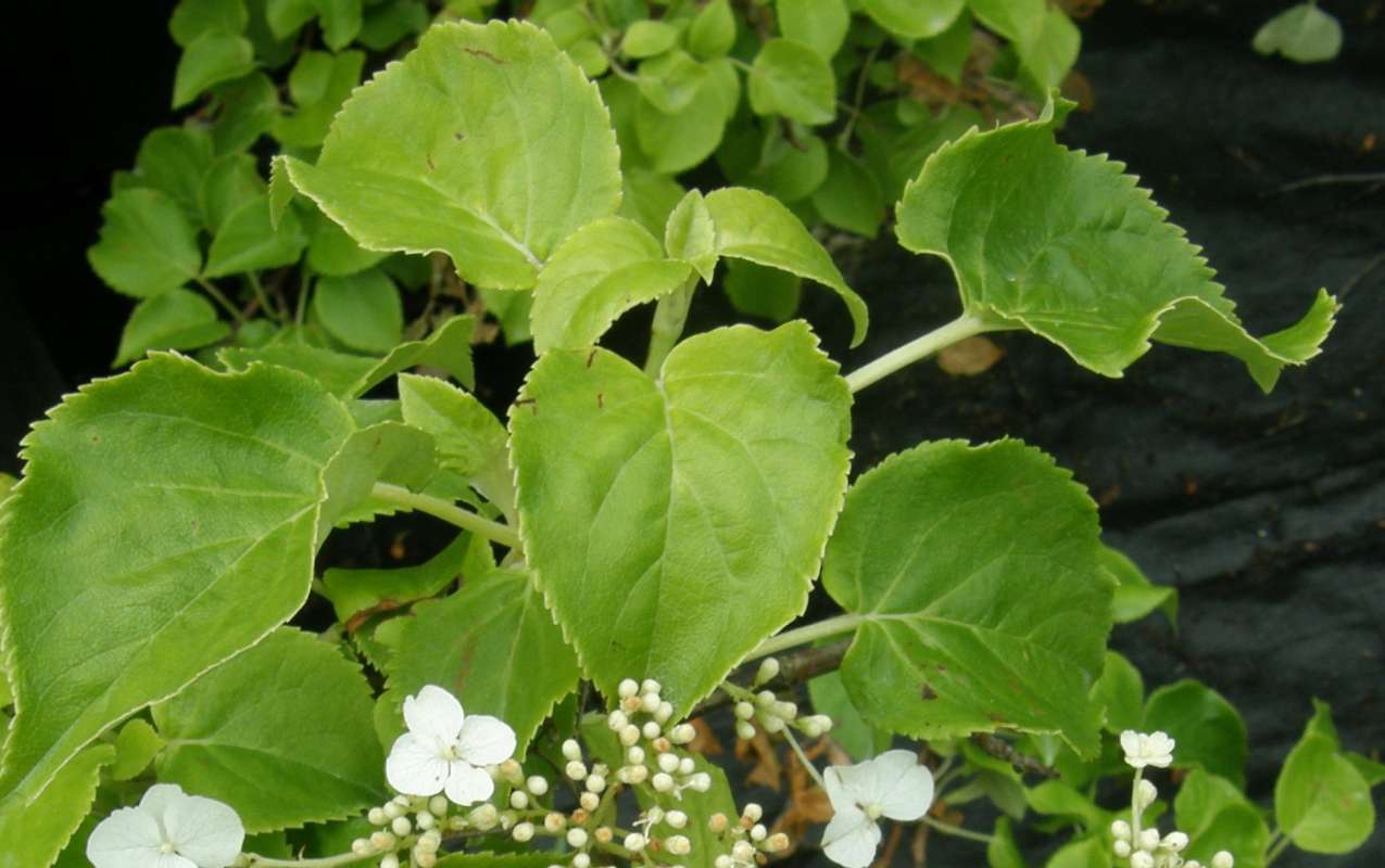 Leaf<br>(Location of Picture: Nelson Flowers, Wa., USA, 2012)