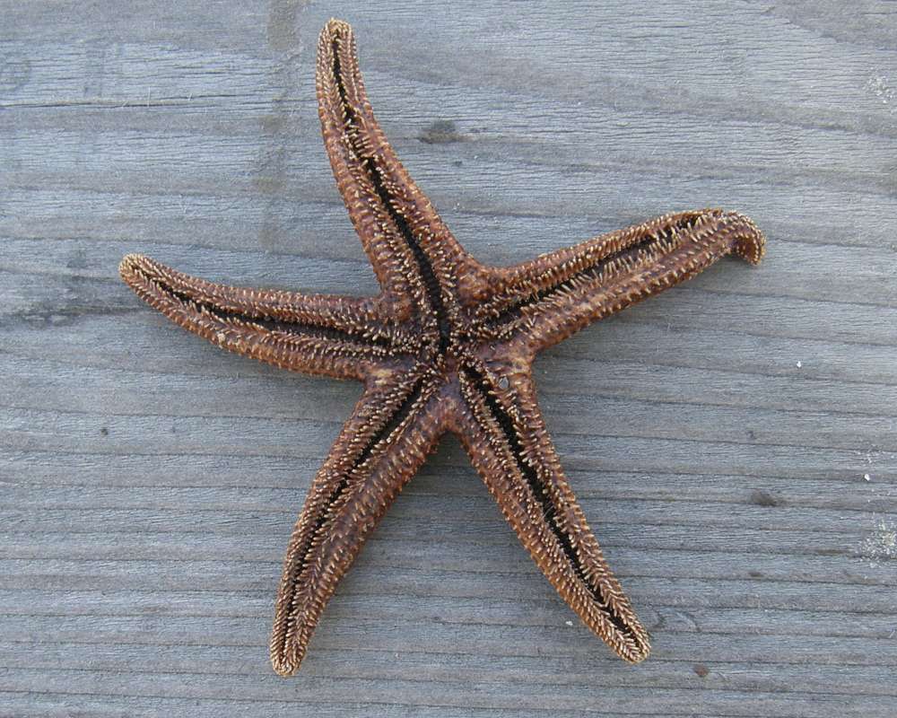 Ventral View<br>(Location of Picture: Private Collection)