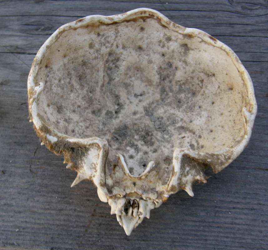 Dried - Underside View<br>(Location of Picture: Private Collection)