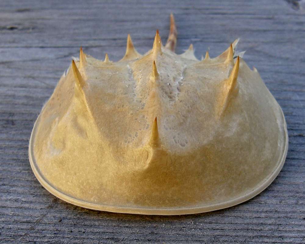 Shell - Front View<br>(Location of Picture: Private Collection, 2012)