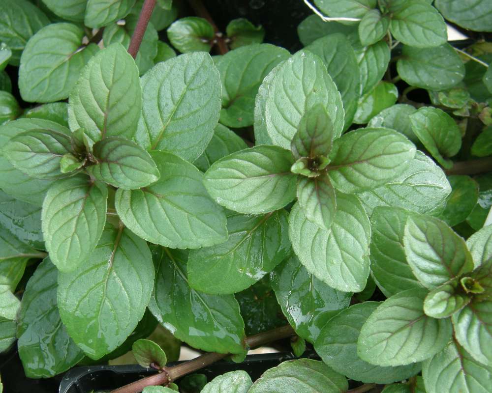 Leaves - Close View<br>(Location of Picture: Shady Creek Nursery, Wa., USA, 2012)