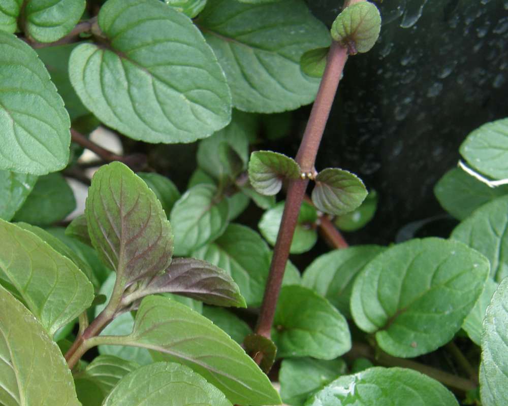 Stem - Purple<br>(Location of Picture: Shady Creek Nursery, Wa., USA, 2012)