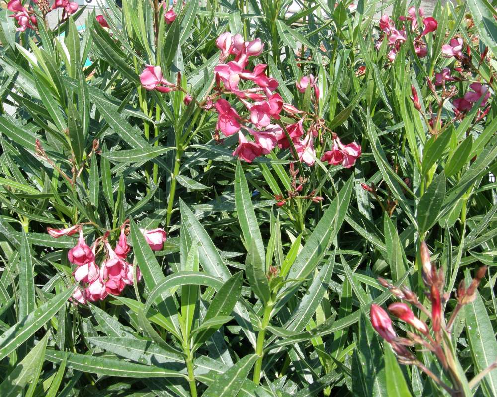 Top of Plant in Bloom<br>(Location of Picture: Commercial - Wa., USA, 2012)