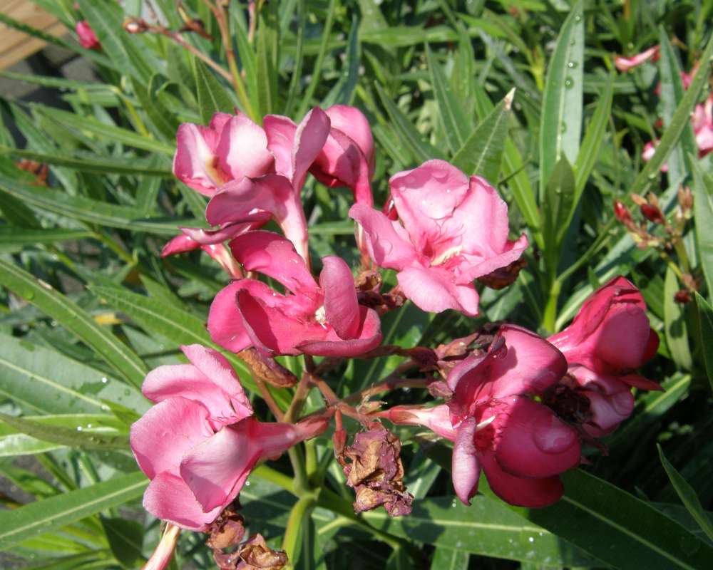 Flower - Front View<br>(Location of Picture: Commercial - Wa., USA, 2012)