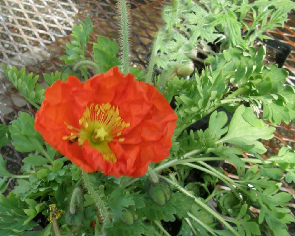 Flower - Front View<br>(Location of Picture: Shady Creek Nursery, Wa, USA, 2012)