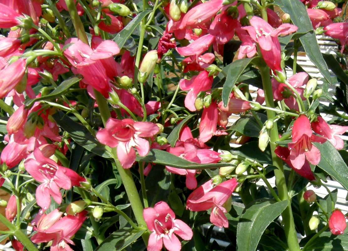 Top of Plant in Bloom<br>(Location of Picture: Commercial, Wa., USA, 2012)