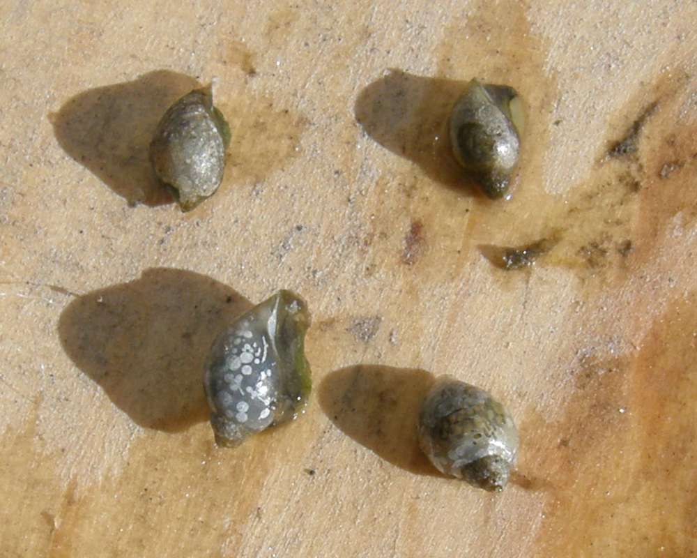 Dorsal and Ventral View #2