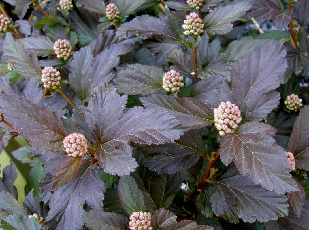 Leaves<br>(Location of Picture: Shady Creek, Wa., USA, 2012)