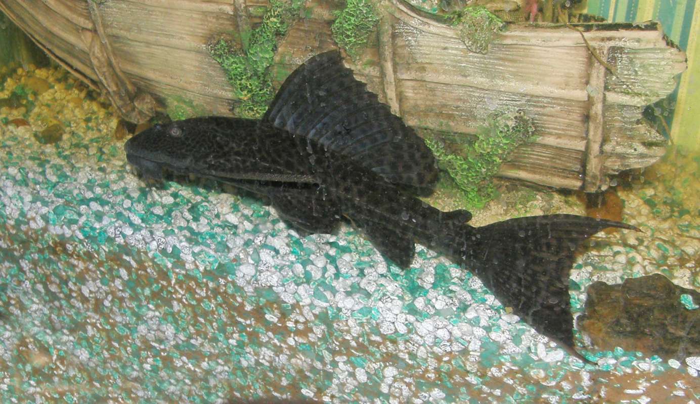 Aquarium View - Angle View<br>(Location of Picture: Private Aquarium, Okanogan, Wa, '12)