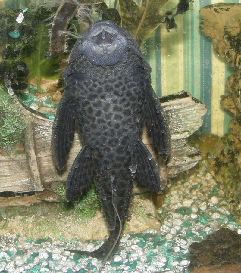 Aquarium View of Underside<br>(Location of Picture: Private Aquarium, Okanogan, Wa, '12)