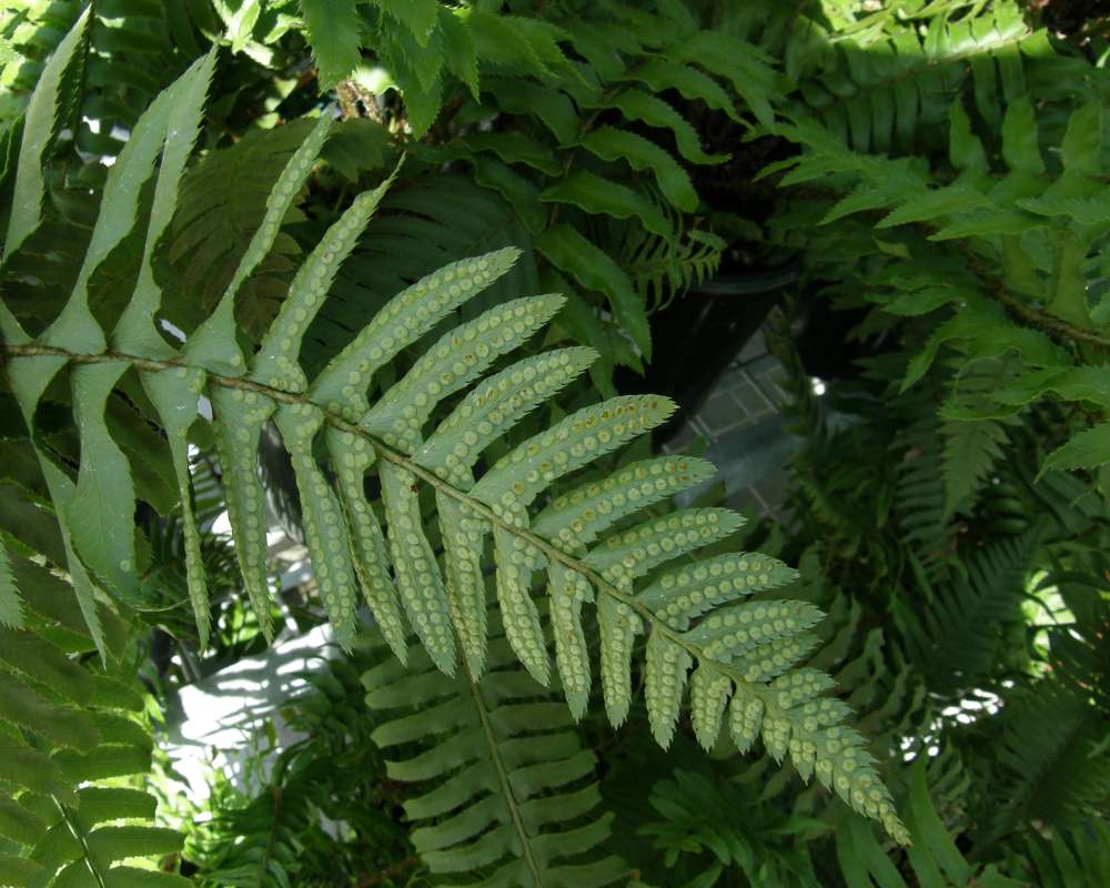 Frond Underside