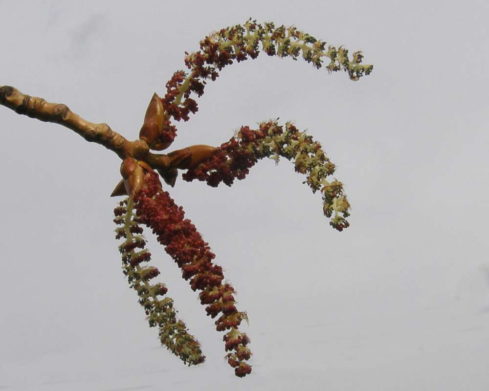 Flowers<br>(Location of Picture: Okanogan, Wa., USA, Spring 2012)