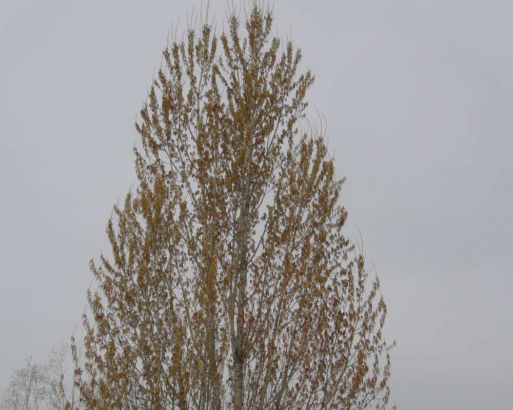 Silhouette in Bloom<br>(Location of Picture: Okanogan, Wa., USA, Spring 2012)
