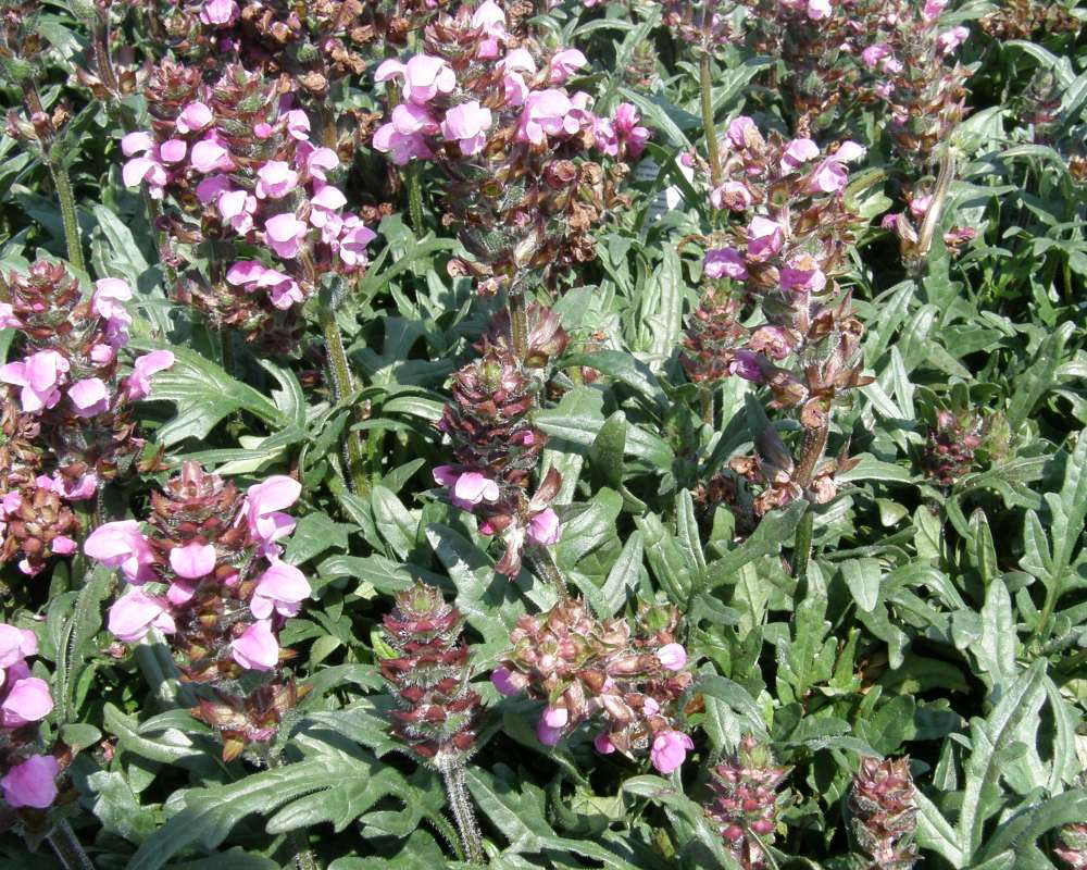 Leaves<br>(Location of Picture: Commercially Grown, 2012)