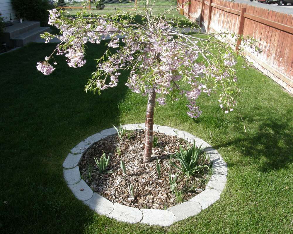 Silhouette<br>(Location of Picture: Private Garden, Okanoan, Wa., 2012)
