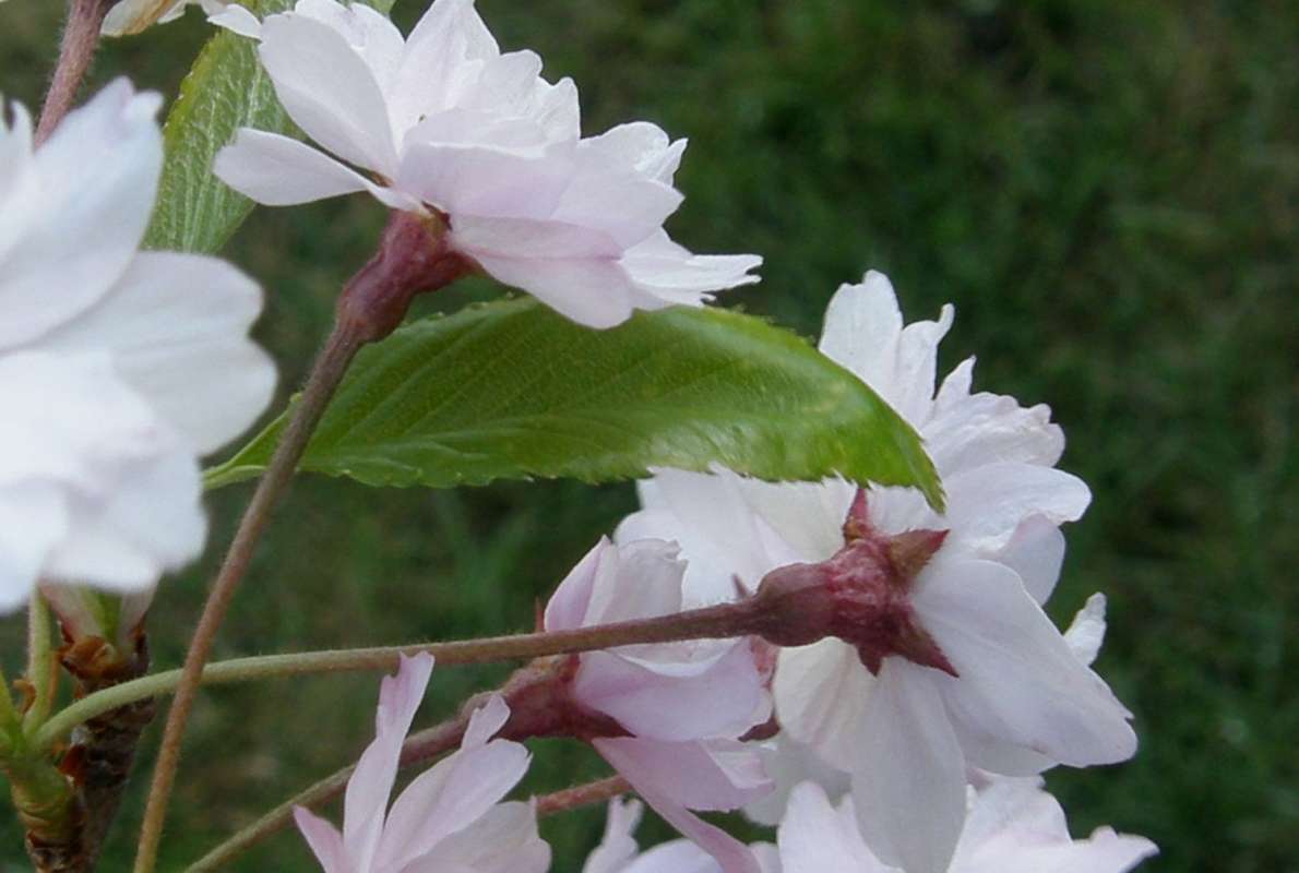 Leaf<br>(Location of Picture: Private Garden, Okanoan, Wa., 2012)