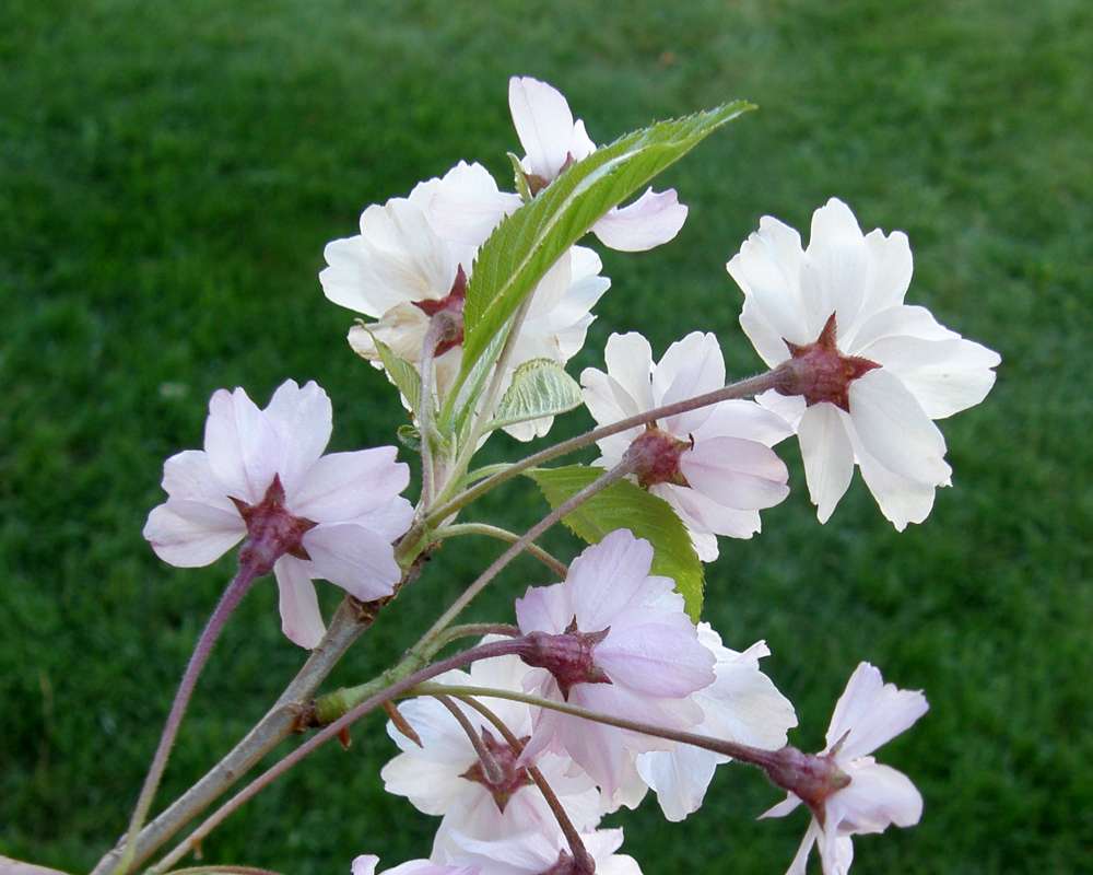 Flower - Rear View<br>(Location of Picture: Private Garden, Okanoan, Wa., 2012)