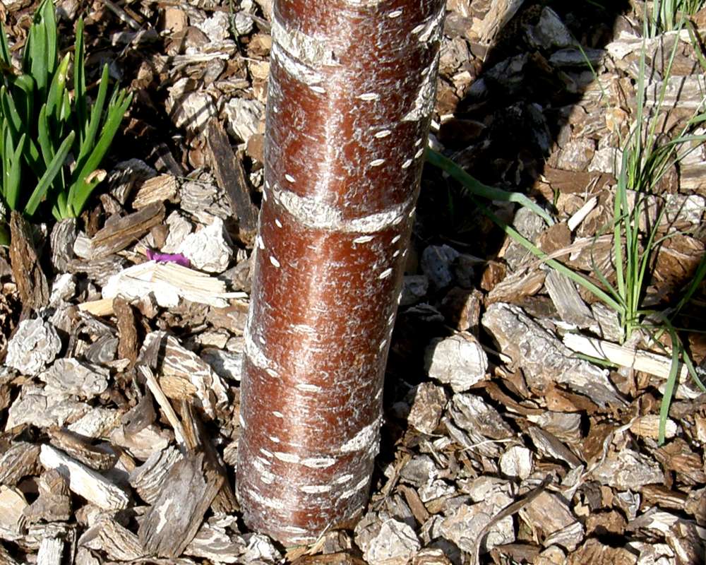 Bark<br>(Location of Picture: Private Garden, Okanoan, Wa., 2012)
