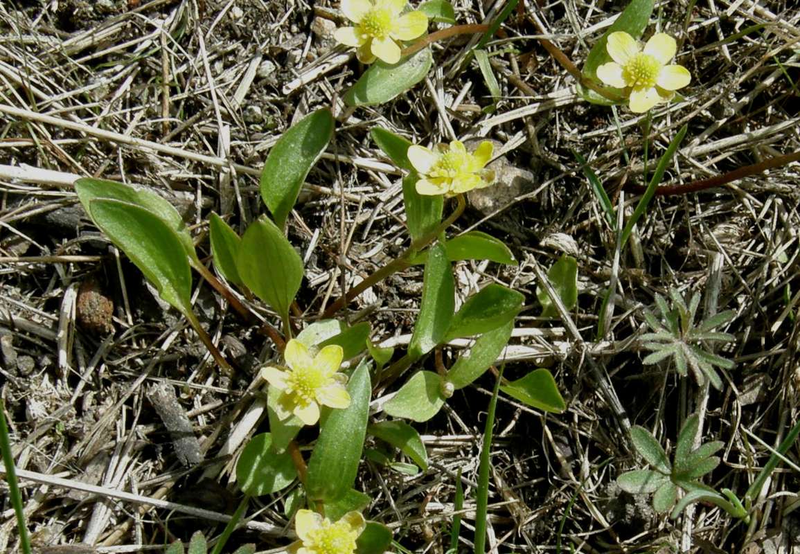 Habitat View<br>(Location of Picture: Buzzard Lake, Washinton, USA, 2012)